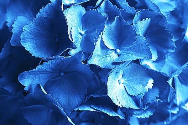 Classic Blue is the Pantone Color of the Year_Blog