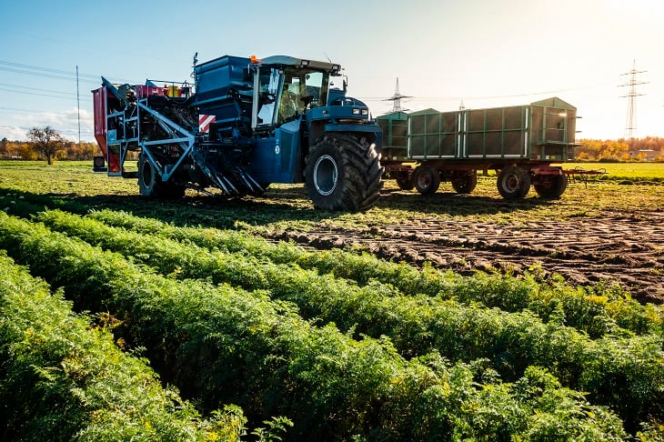 Machine Harvest of Carrots