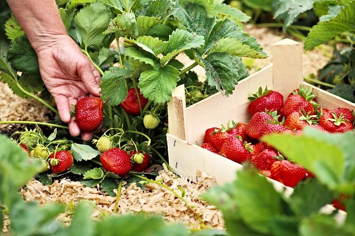 Regional Harvest_Strawberries