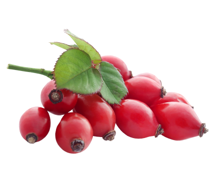 rosehip_header_website image-1